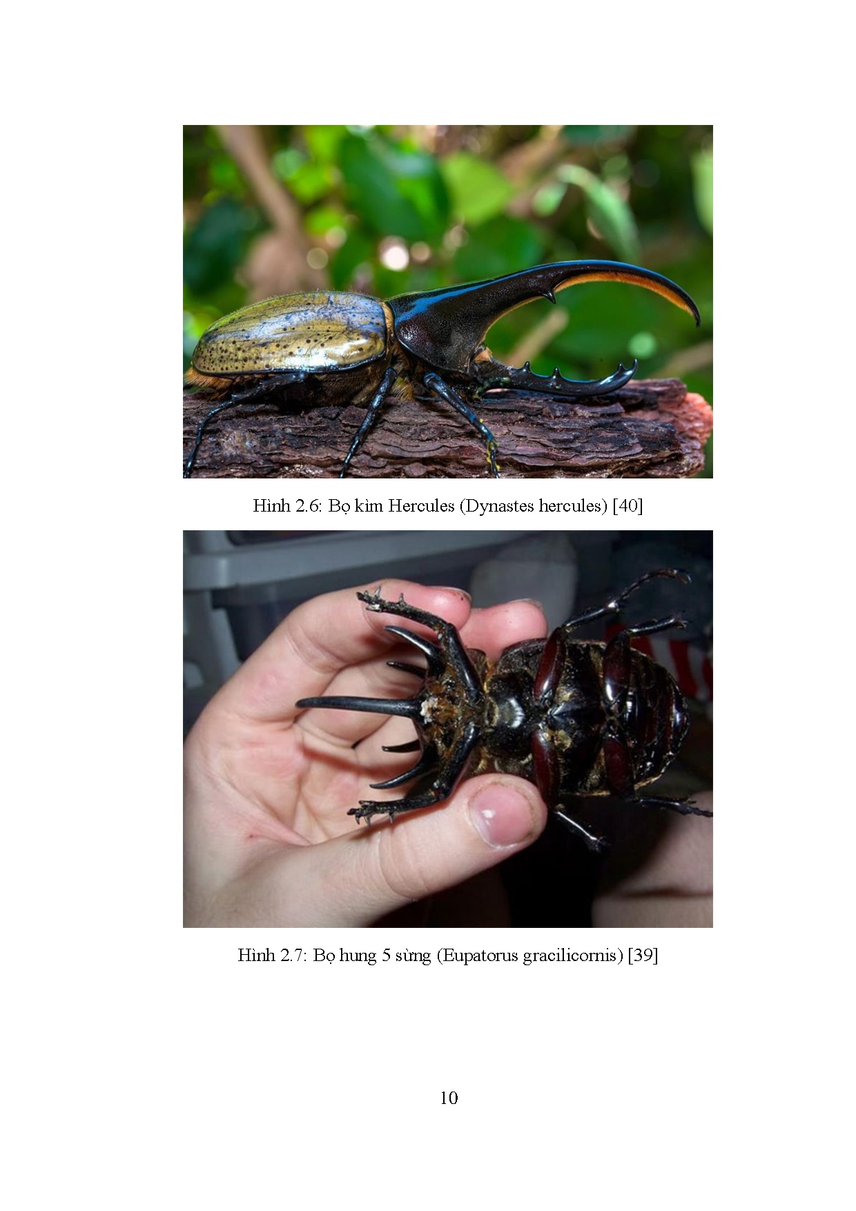 Ảnh một số trang tài liệu