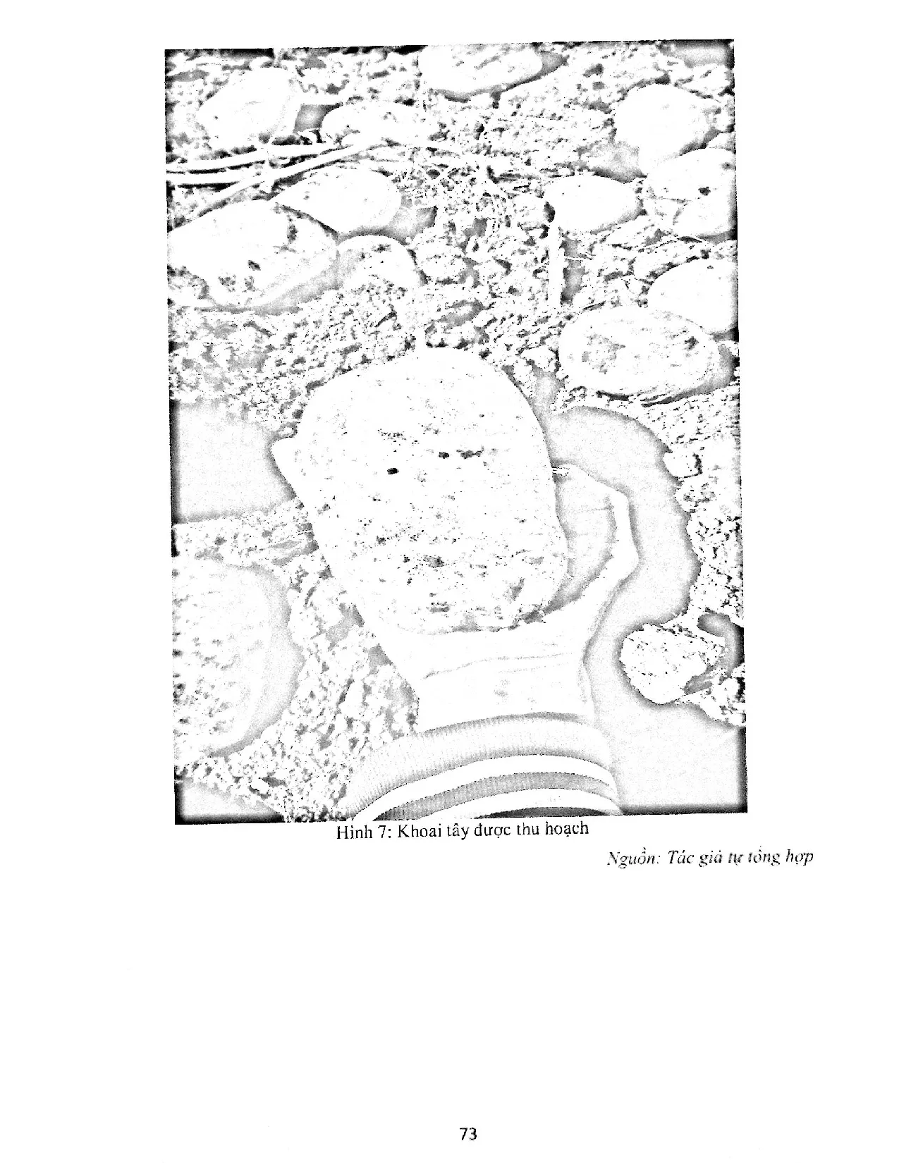 Đồ án tốt nghiệp - Giải pháp nâng cao và hoàn thiện hệ thống quản lý dữ liệu trong sản XKTTCTTTPPVN - Trang 83