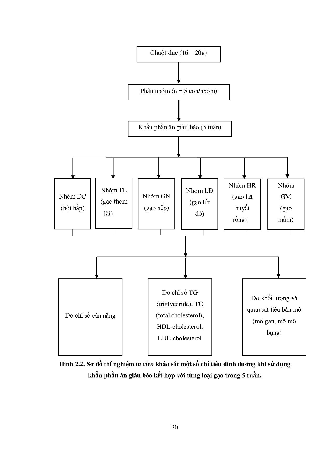 Đồ án tốt nghiệp - Đánh giá giá trị dinh dưỡng của một số loại gạo trên các thí nghiệm IN VIVO - Trang 53