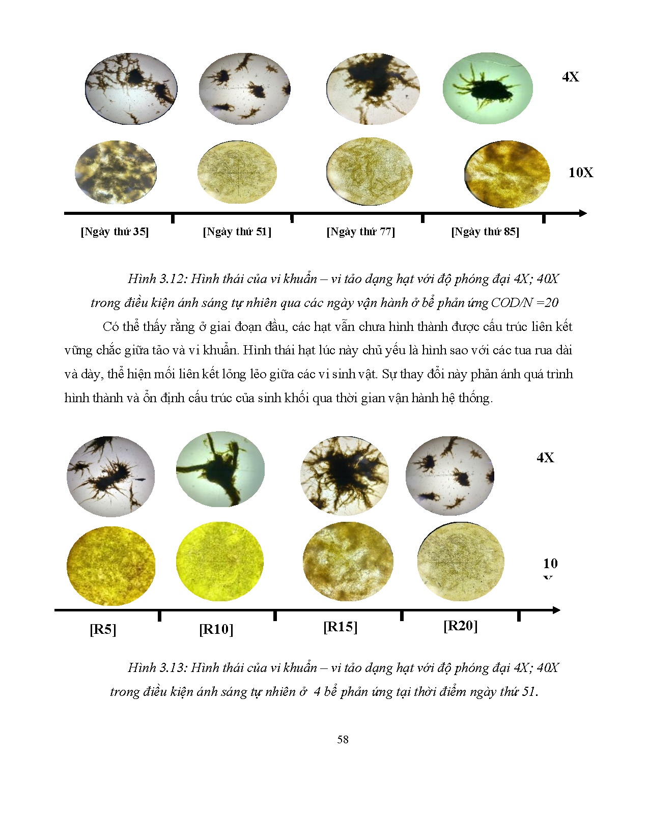 Đồ án tốt nghiệp - Khảo sát đặc tính sinh khối vi tảo - vi khuẩn dạng hạt trong xử lý NTSHTĐKÁSTN - Trang 58