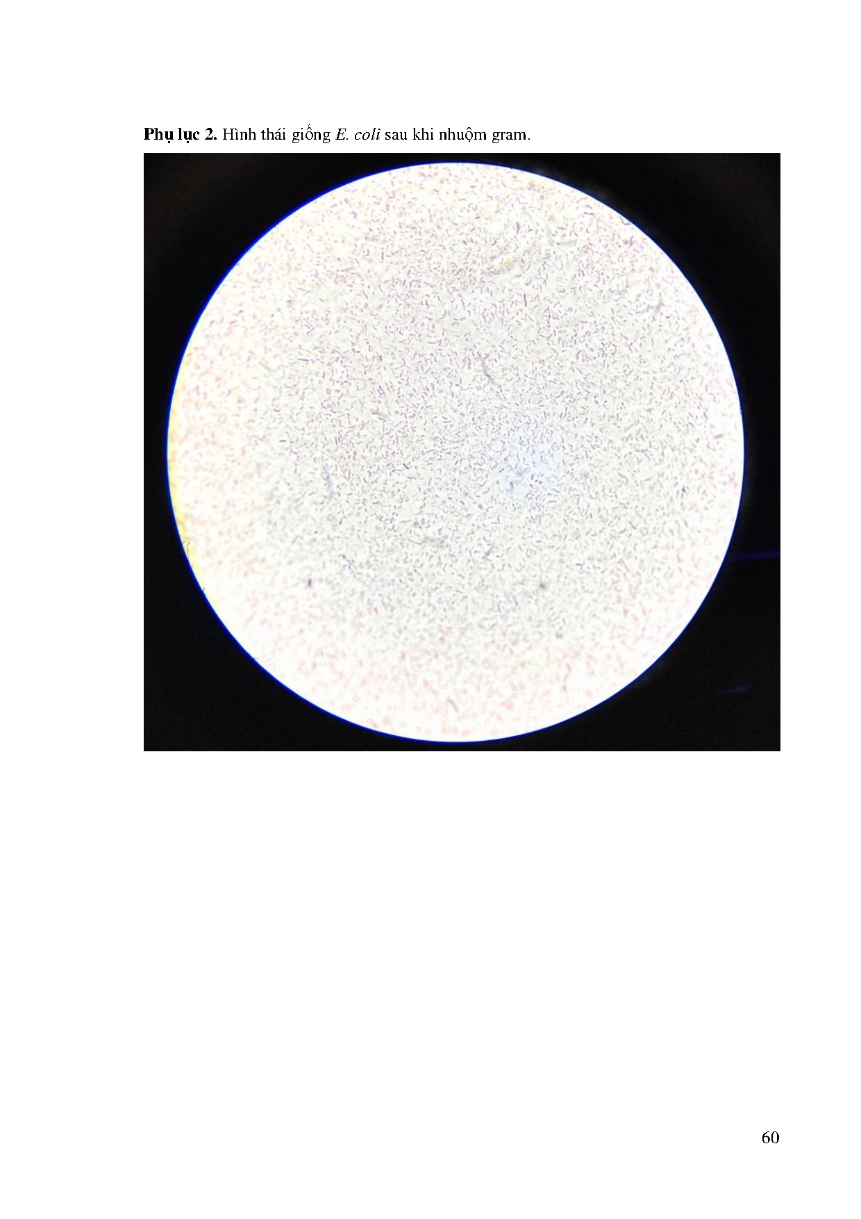 Ảnh một số trang tài liệu