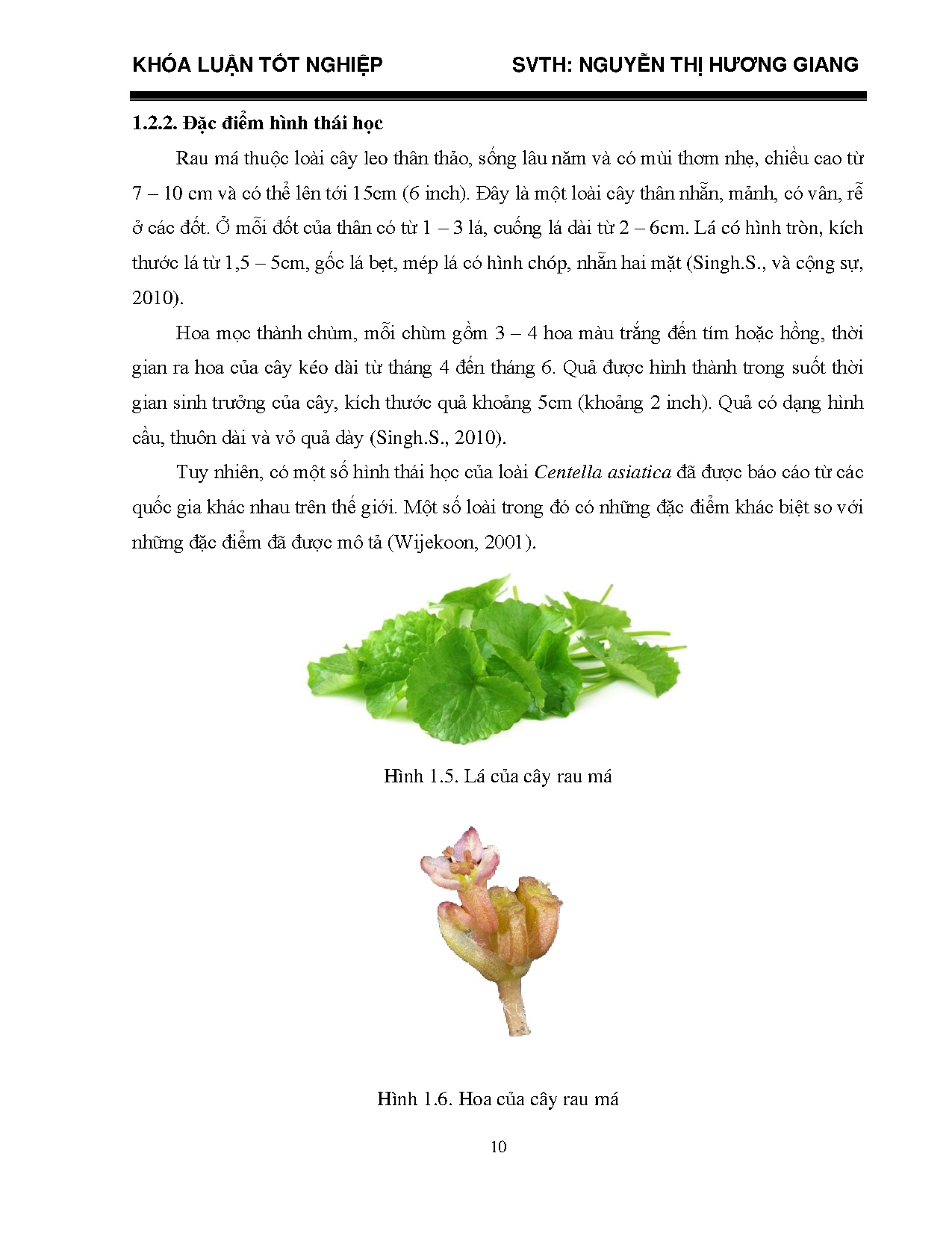 Đồ án tốt nghiệp - Nghiên cứu quy trình công nghệ sản xuất bột rau má bằng phương pháp sấy lạnh - Trang 30