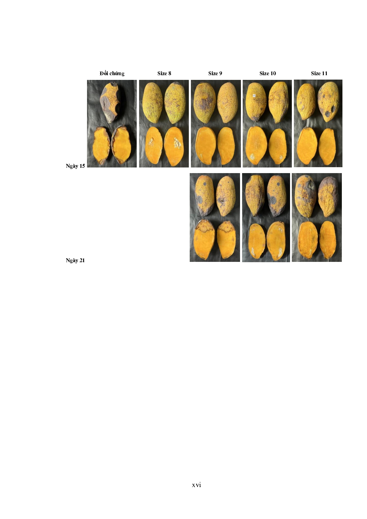 Ảnh một số trang tài liệu