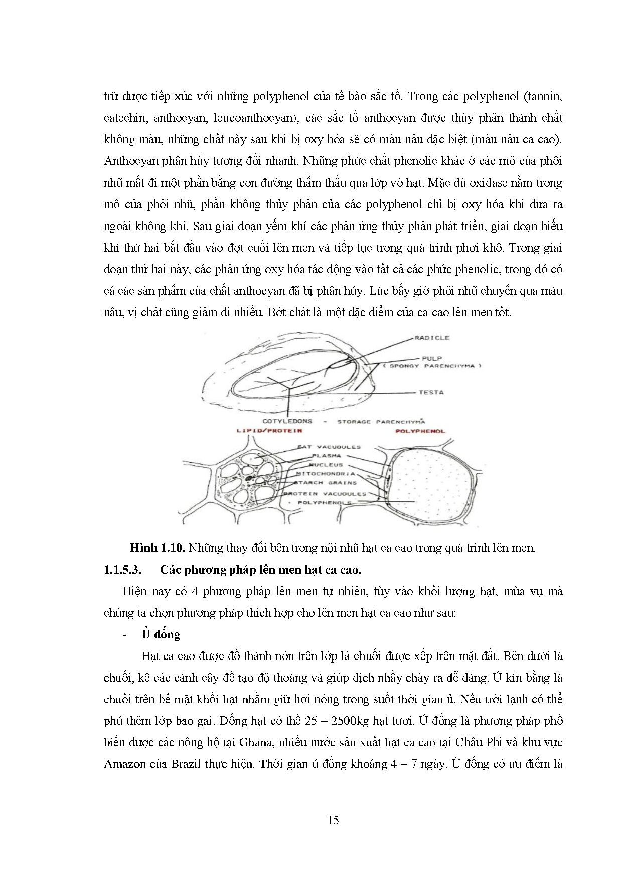 Đồ án tốt nghiệp - Nghiên cứu điều kiện sinh tổng hợp Pectinase bởi Bacillus subtilis VBĐỨDTTLCNHCC - Trang 33