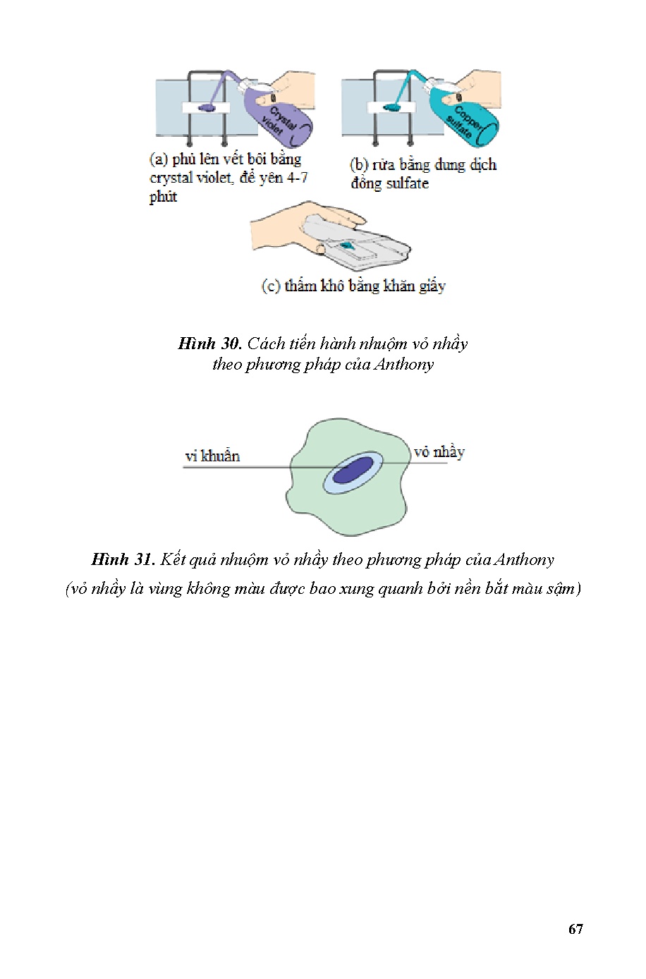 Các kỹ thuật cơ bản trong thực nghiệm vi sinh vật học (HCMUTE) - Trang 67