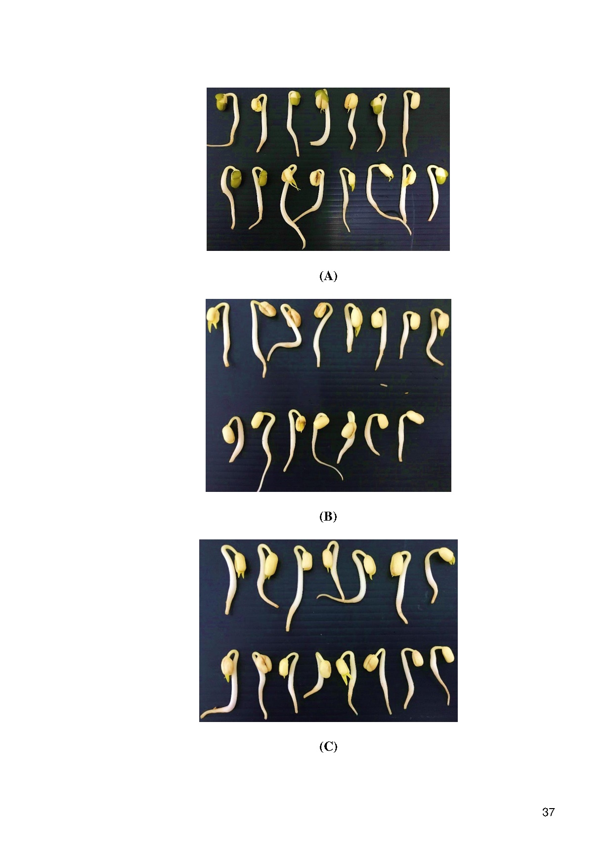 Đồ án tốt nghiệp - Effect of sprouting periods and potassium bicarbonate on antioxidants and ACOMB - Trang 48