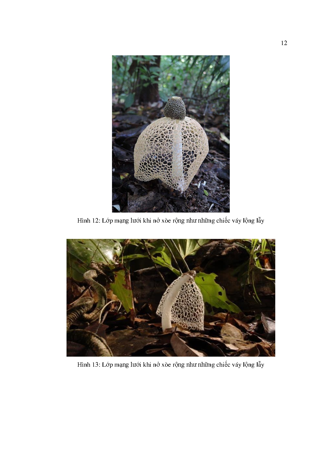 Ảnh một số trang tài liệu