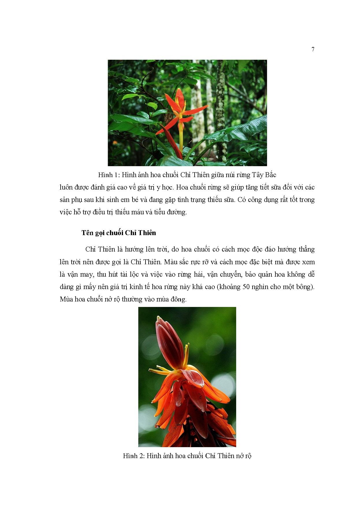 Đồ án tốt nghiệp - Thiết kế trang phục sự kiện mang phong cách sexy lấy ý tưởng từ hoa CCTDCNT 2 T - Trang 16