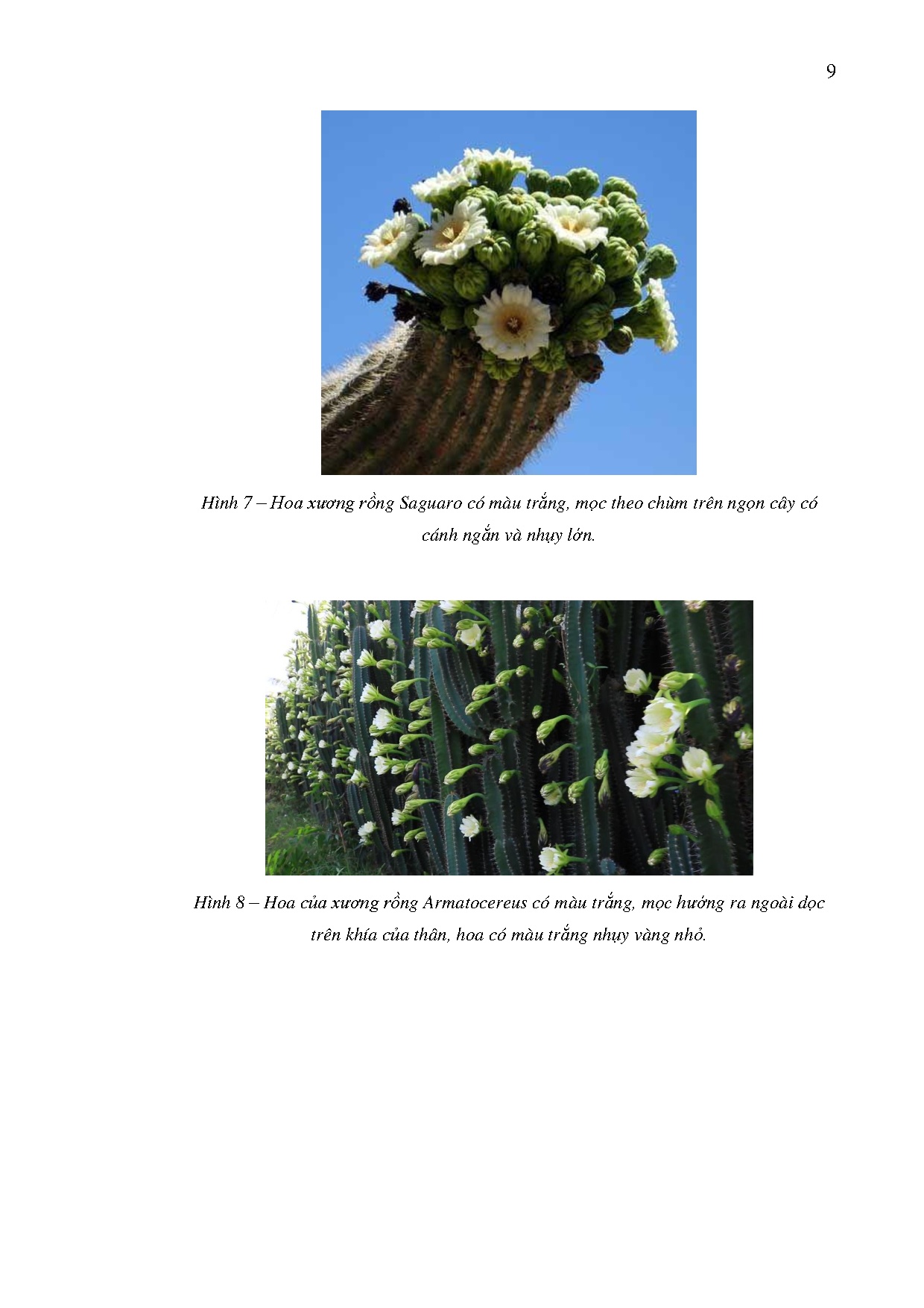 Ảnh một số trang tài liệu